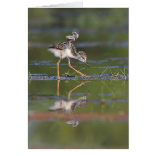 Cartão Deixe-me ver suas asas, bebê