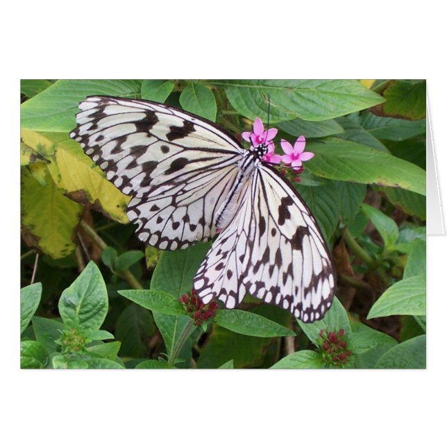 Cartão Delicar Delícia 1 (Frente Horizontal)