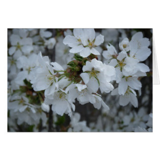 Cartão "Delicate Blossoms"