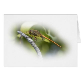 Cartão Delicate Dragonfly