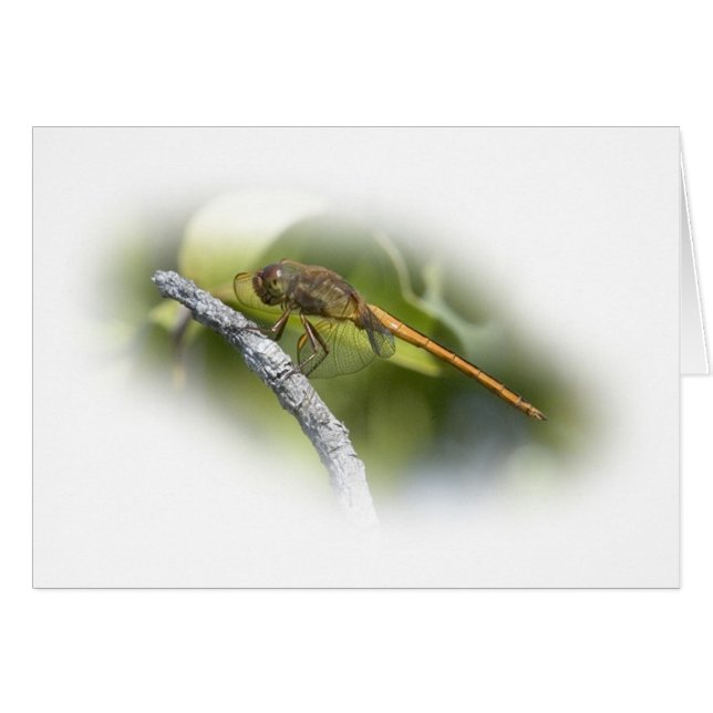 Cartão Delicate Dragonfly (Frente Horizontal)