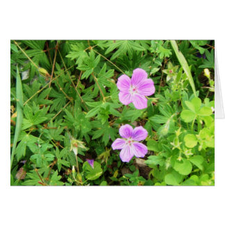 Cartão "Delicate Geraniums"