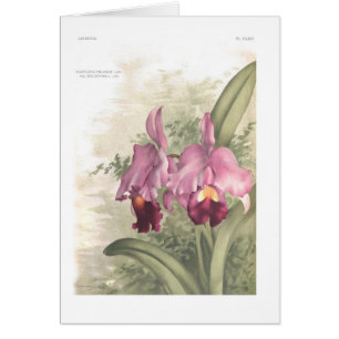 Cartão Deliciosa do var dos trianae de Cattleta