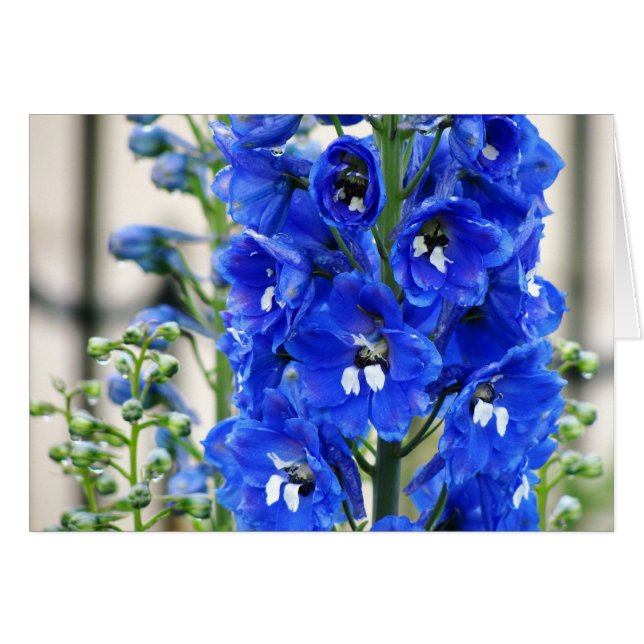 Cartão Delphinium azul (Frente horizontal)