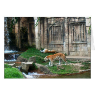 Cartão Den do Tiger