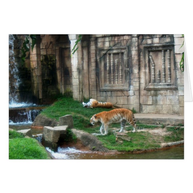 Cartão Den do Tiger (Frente Horizontal)