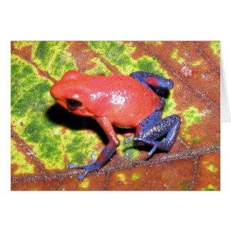 Cartão Dendrobates bomilio - Sapo Dart Veneno de Morango