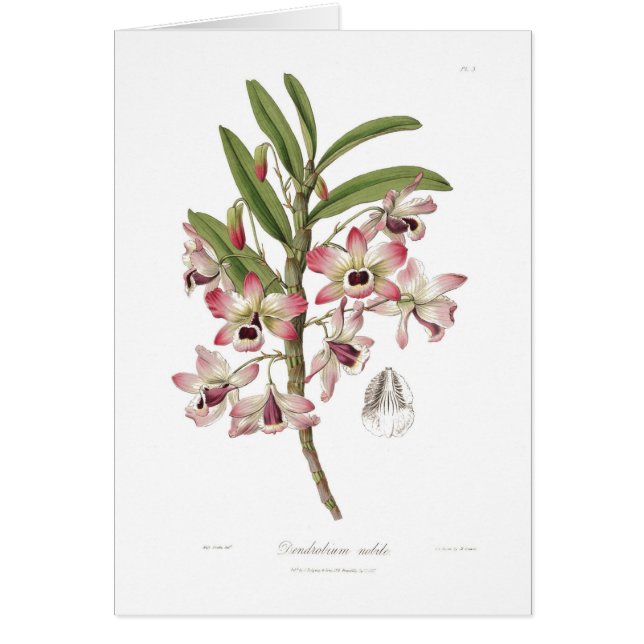 Cartão Dendrobium nobile (Frente)