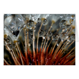 Cartão Dente-de-leão e gotas de água, CA