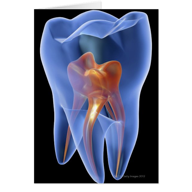 Cartão Dente, seção transversal transparente de um molar (Frente)