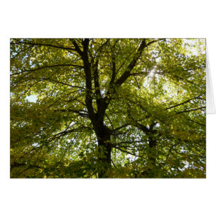 Cartão Dentro a Yellow Maple Tree Autumn Nature