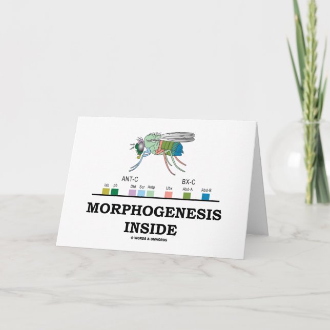 Cartão Dentro de morfoogênese (Genes de Drosophila com mo (Frente)