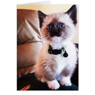 Cartão Dentro de Vazio de fotografia de Kitten Adorável S