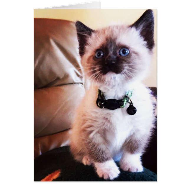 Cartão Dentro de Vazio de fotografia de Kitten Adorável S (Frente)