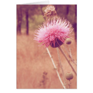 Cartão Dentro de Vazio de Fotografias de Thistle