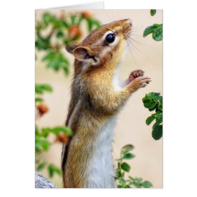 Cartão Dentro do Alcance - Chipset (Frente)