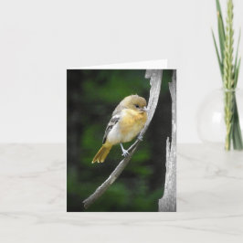 Cartão dentro vazio Baltimore Oriole