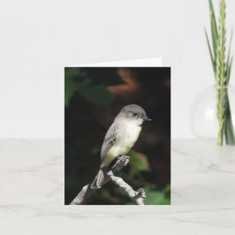 Cartão dentro vazio de Phoebe