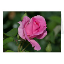 Dentro Vazio Rosa Rosa Rosa Rosa