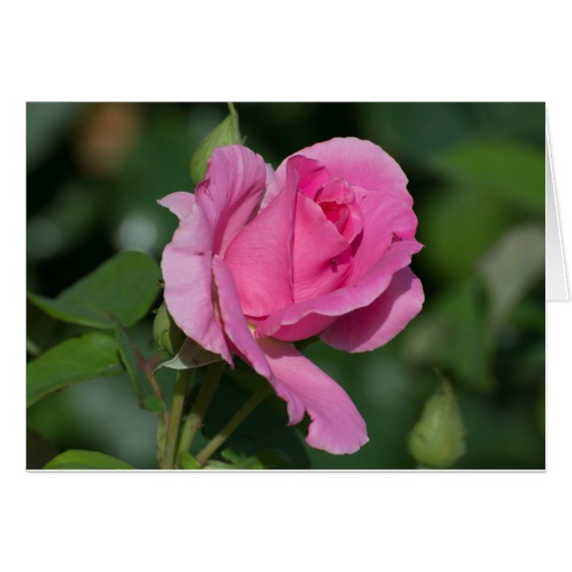 Cartão Dentro Vazio Rosa Rosa Rosa Rosa (Frente Horizontal)