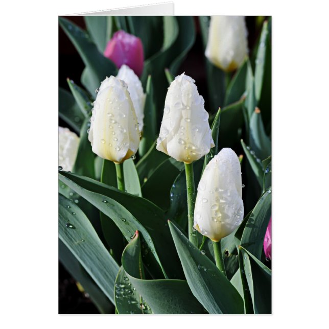 Cartão Depois da Tempestade (Frente)