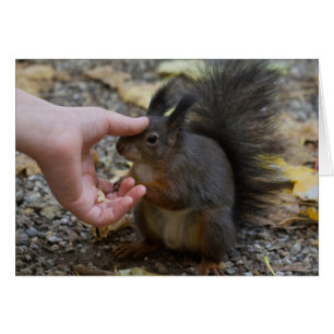 Cartão derrame de esquilo