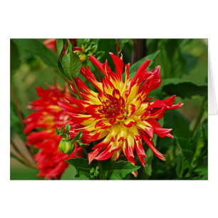 Cartão DES Plantes-5 de Jardin