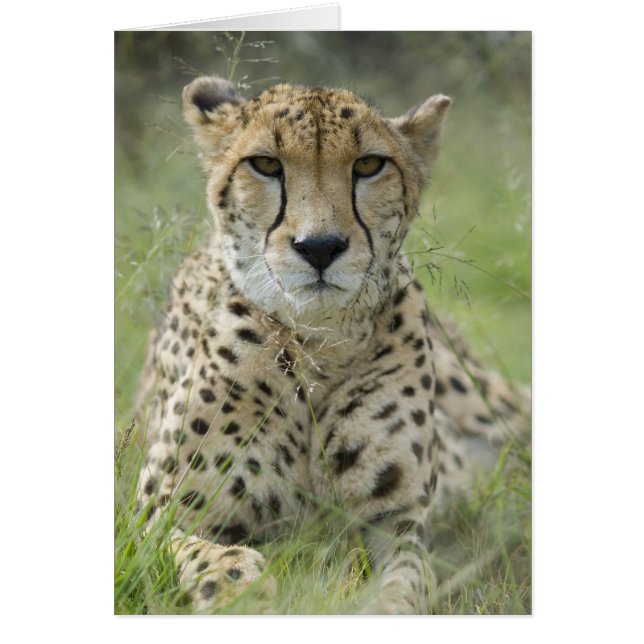 Cartão Descansar na grama (Frente)