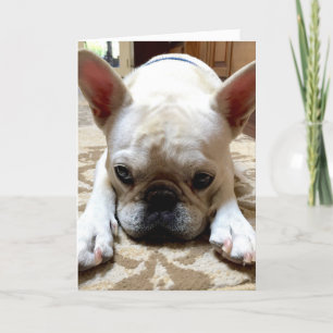 Cartão Desculpe-me.