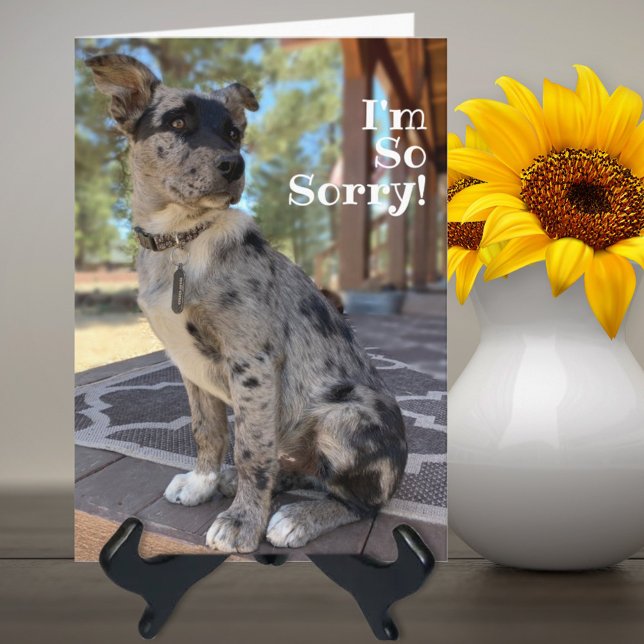 Cartão Desculpe-me Cão de Gado Brindle Atrasado Aniversár (Criador carregado)