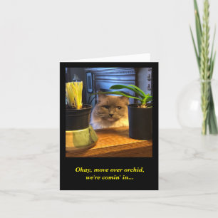 Cartão Desejo de aniversário humorístico