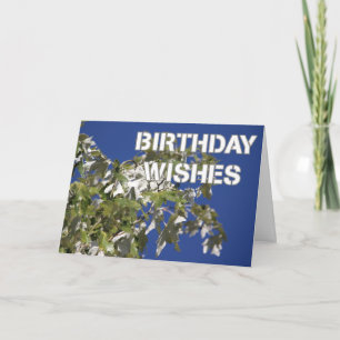 Cartão Desejos de Aniversário Árvore choupo frondosa, céu