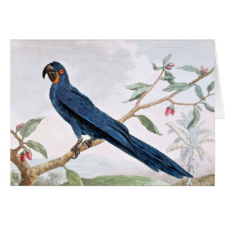 Cartão Desenho do pássaro do Macaw do jacinto