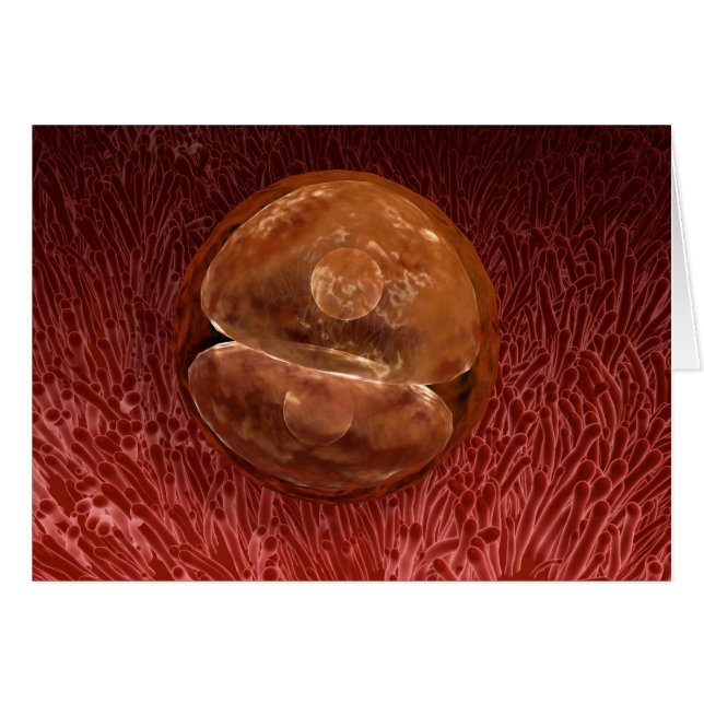 Cartão Desenvolvimento de Zygote: 24-36 Horas (Frente Horizontal)