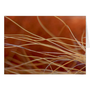 Cartão Desert Breeze