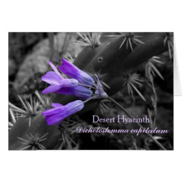 Cartão Desert Hyacinth Flower e Staghorn Cholla Cactus