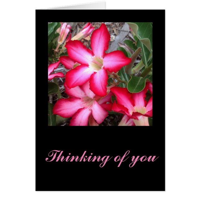 Cartão Desert Rosereeting (Frente)