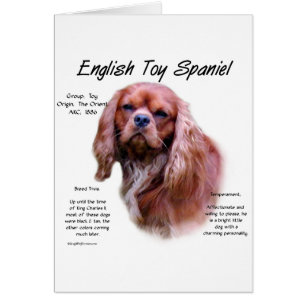 Cartão Design de História do inglês Toy Spaniel (ruby)