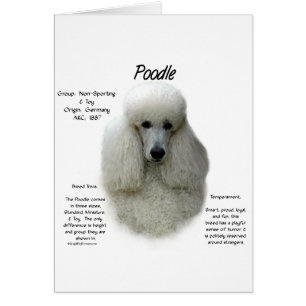Cartão Design de Histórico de Poodle (wht)
