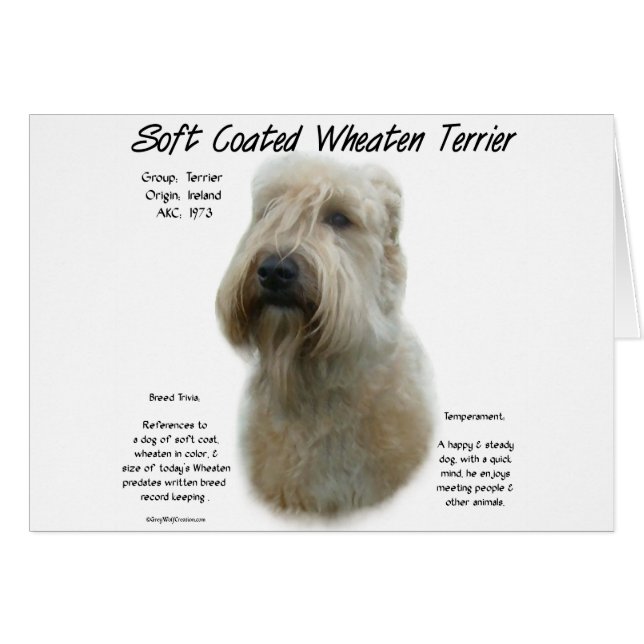 Cartão Design de Histórico de Terrier de Roda Revestida M (Frente Horizontal)