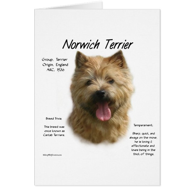 Cartão Design de Histórico de Terrier Norwich (Frente)