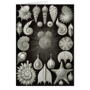Cartão Design do Seashell