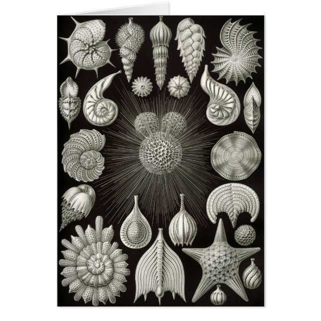 Cartão Design do Seashell (Frente)