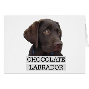 Cartão Design original de Labrador do chocolate!
