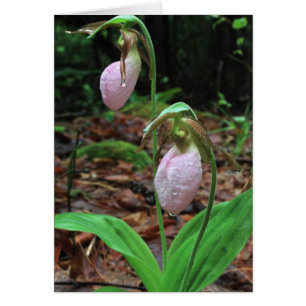 Cartão Deslizadores de senhoras