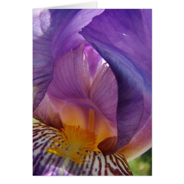 Cartão desvio da barriga (Frente)