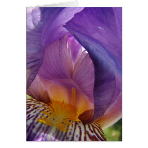 Cartão desvio do belle