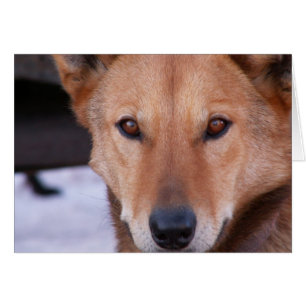 Cartão Determinação