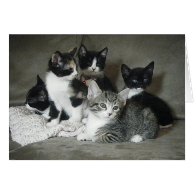 Cartão Deve Amar Kittens (Frente Horizontal)