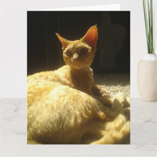 Cartão Devon rex laranja